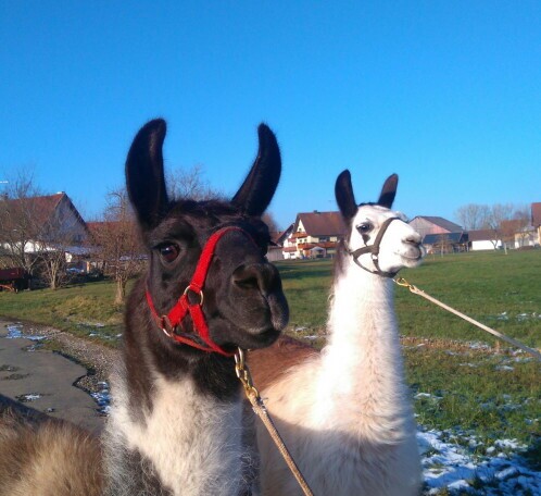 Ergotherapeut (w/m/d) mit Interesse an tiergestützter Therapie mit Lamas, 2. Bild